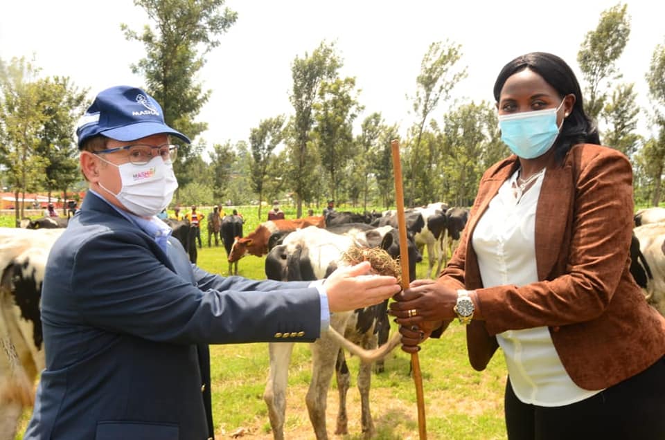 donating cows