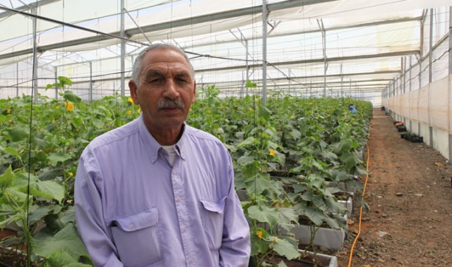 Ahmed Al-Karnawi in his greenhouse in Rahat in the Negev