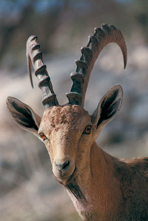 Ibex