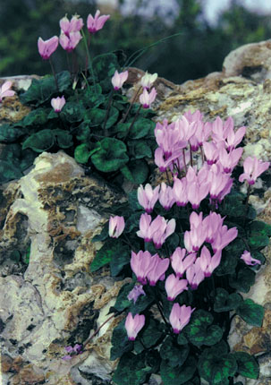 Cyclamen