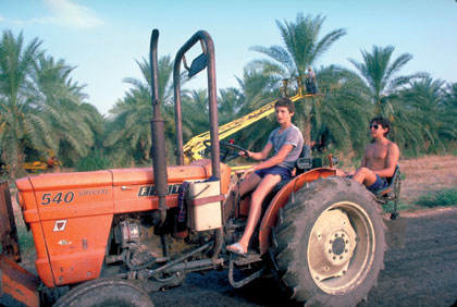 Kibutz: un joven conduce su tractor en un palmeral 