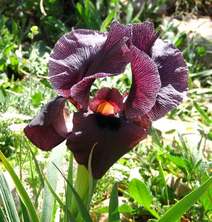 Gilboa iris