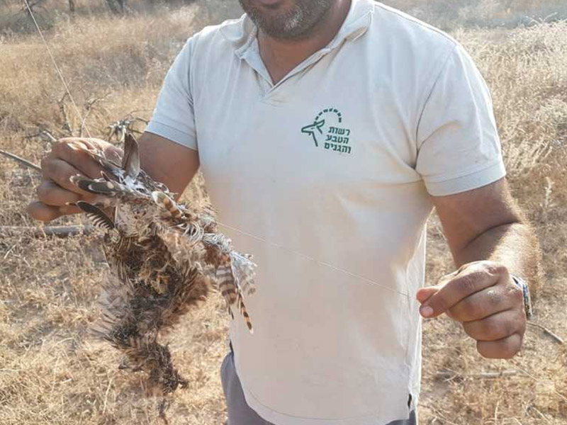 Remains of the common kestrel found after putting out the fire at Habesor National Park.