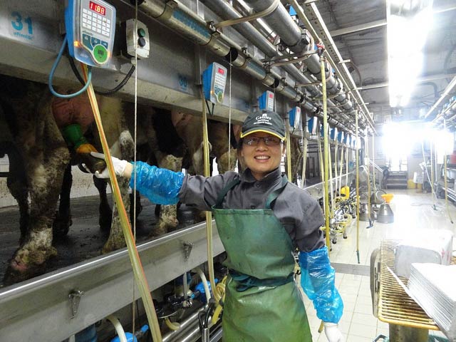 A Chinese dairy farm worker using AfiMilk equipment.