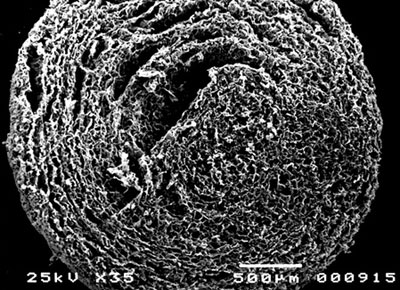 Cross-section of a carrier including a denitrifying bacterium