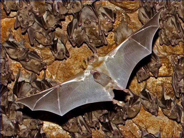 Memory studies at the Weizmann Institute use Egyptian fruit bats.