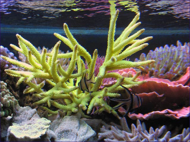 Corals protect coastlines of more than 100 countries