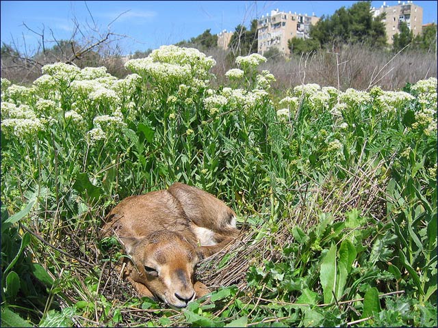 Gazelles have long lived in this undeveloped urban plot of land in Jerusalem