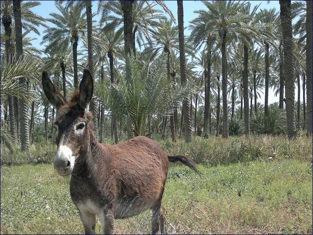 Donkeys are Kibbutz Sde Eliyahu’s secret weapon against date infestation