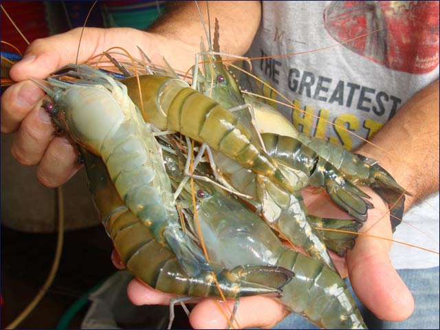 These are male prawns, which are meatier and more abundant than female ones