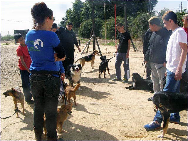 Learning how to handle dogs