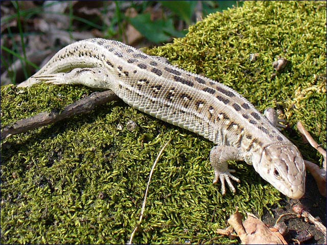 Sand lizard