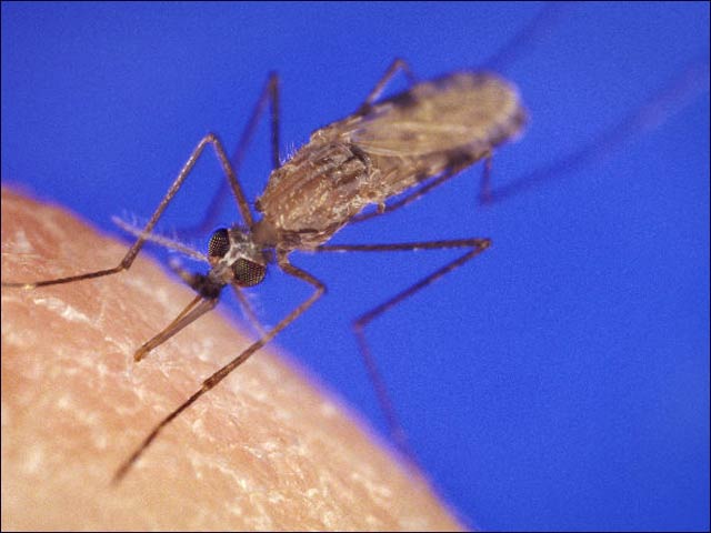 Anopheles mosquito