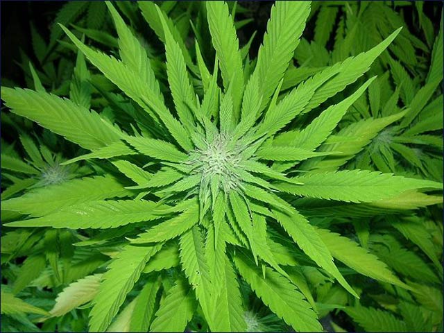 A substance found in the cannabis plant has potential for treating MS symptoms.