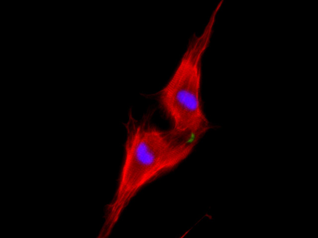 Two neonatal cardiomyocytes (stained red) undergoing cell division after treatment with NRG1