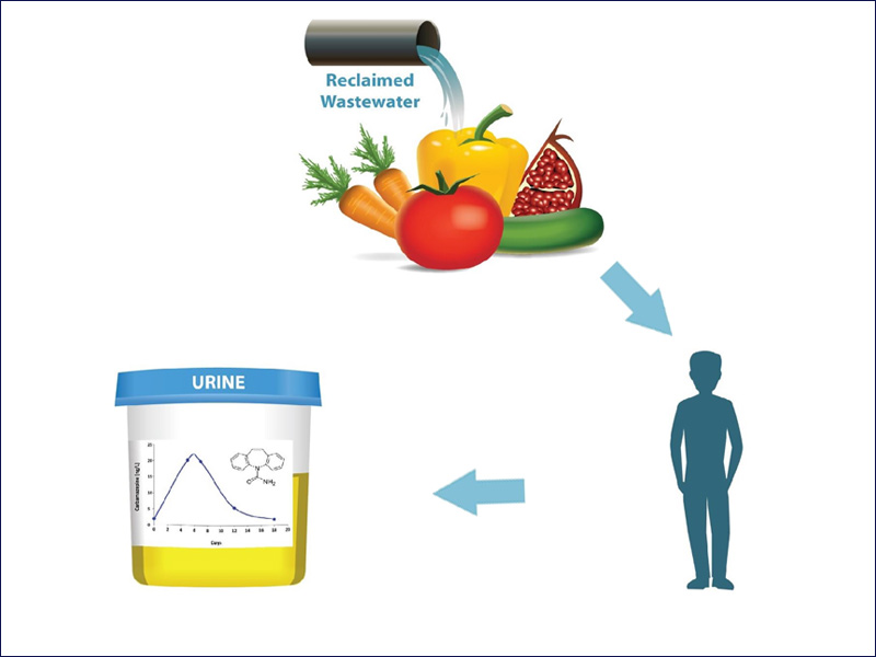 Research showed that healthy individuals who consumed reclaimed wastewater-irrigated produce excreted carbamazepine in their urine