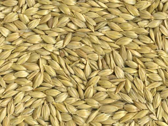 Emmer wheat (Triticum dicoccon)