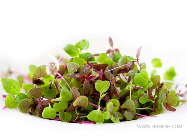 Microgreens grown at TAP's farm in Israel, 2BFresh