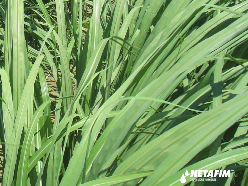 Sugar cane cultivation with drip irrigation