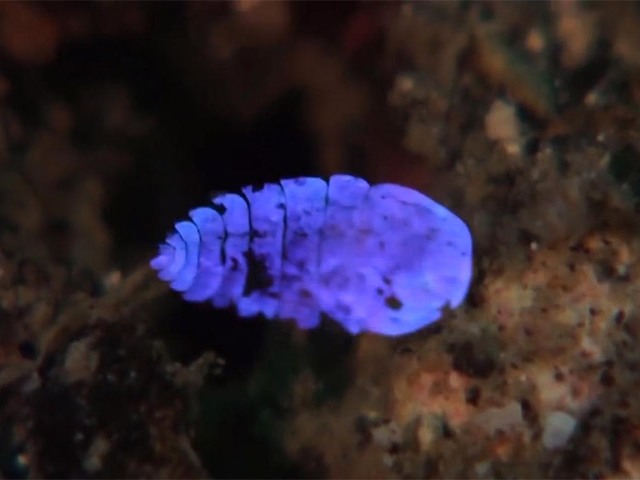 A sea sapphire