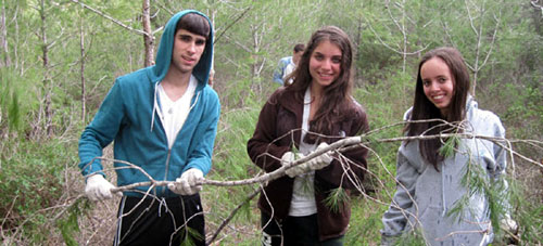 Volunteers from around the world are helping to clear dead wood and thin new pine tree growth.