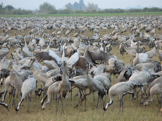 The ground is covered with cranes