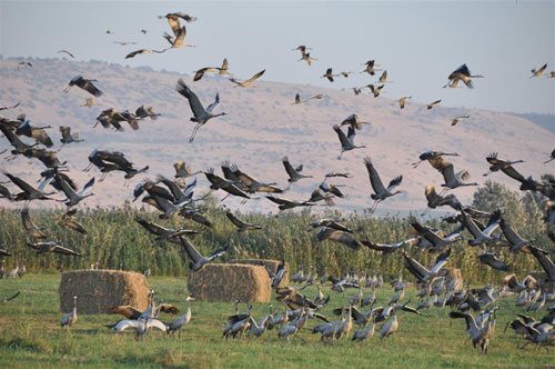 Cranes over the Hula Valley