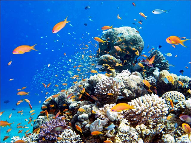 Eilat’s Coral Reef