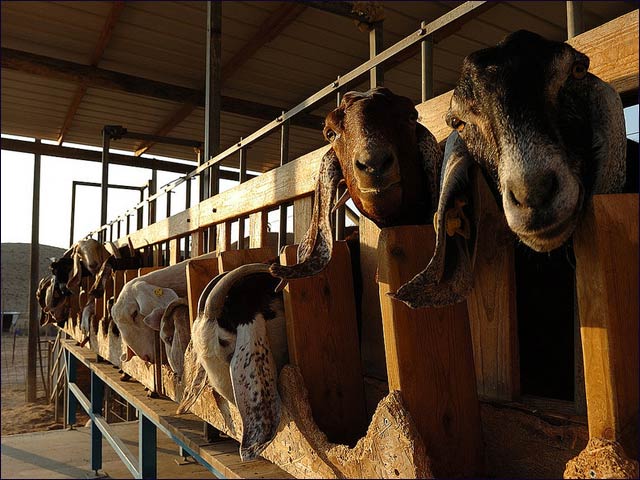 Goats at Naot Farm