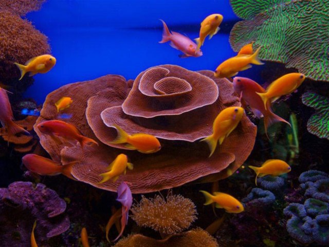 Eilat coral reefs