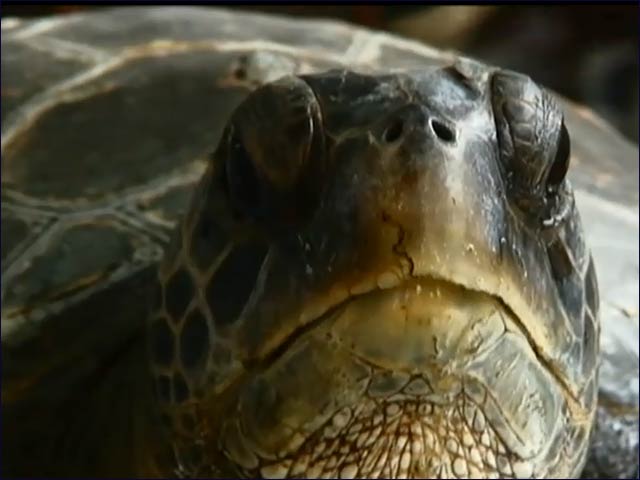 Rescuing the Mediterranean's sea turtles