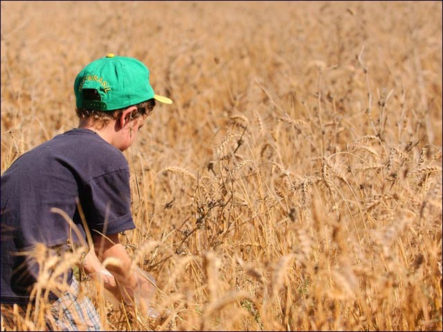 25,000 volunteers come yearly to pick crops in Colb’s fields