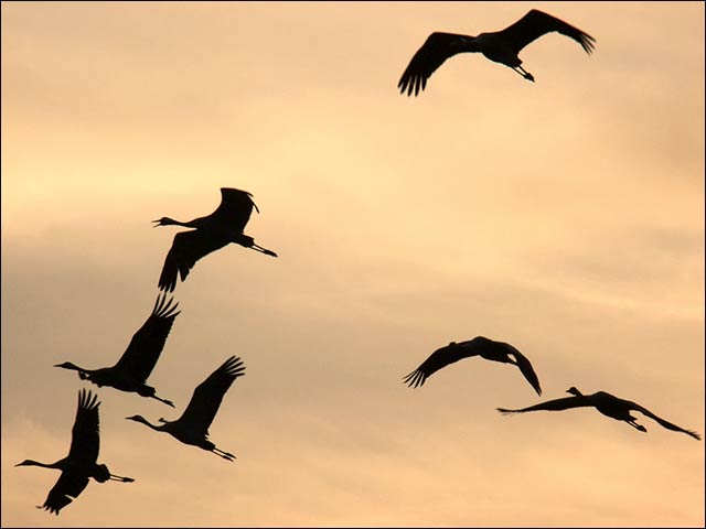 Migration season in the Hula Valley