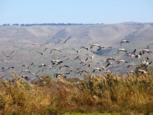 Cranes taking off in Hula Valley National Park