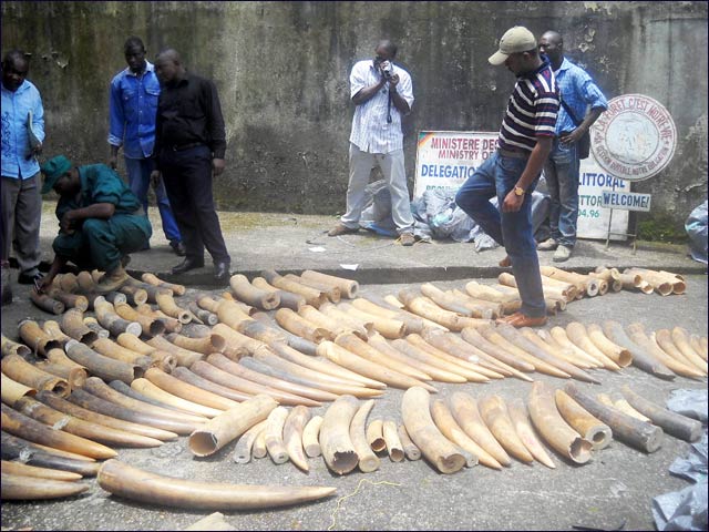 LAGA is stemming the trade of horns and tusks harvested illegally