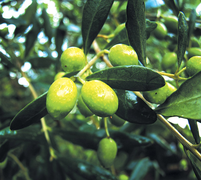 Olives on the branch