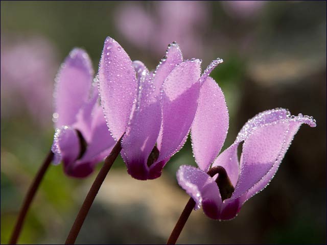 Cyclamen