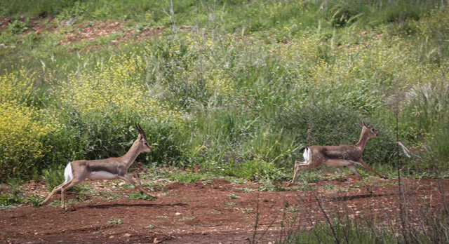 The gazelles return to Jerusalem