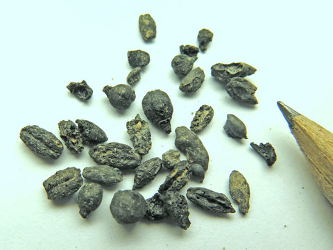 1,500 year old grape seeds