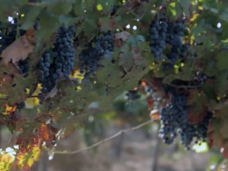 Vines in the Negev desert