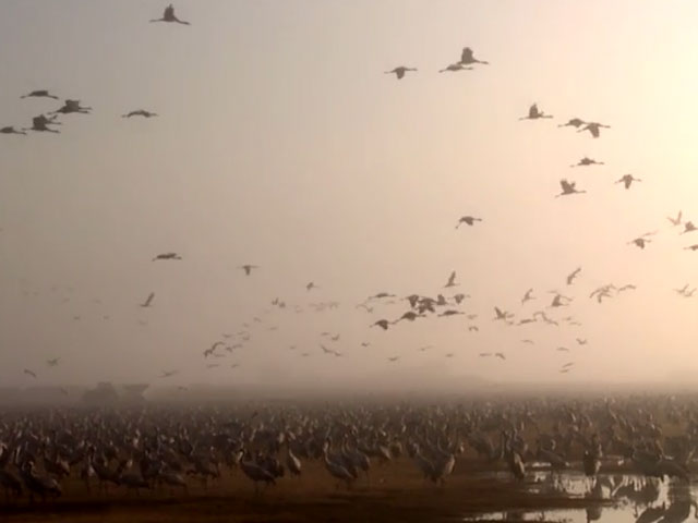 The Hula Valley - a haven for birds and bird lovers