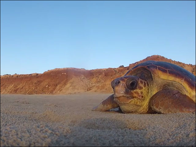 Saving Israel's sea turtles