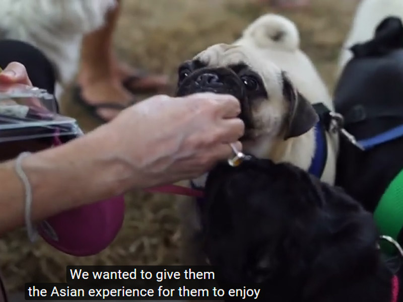 Enjoying Asian treats - for dogs