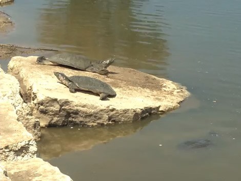 Turtles in Alexander Stream