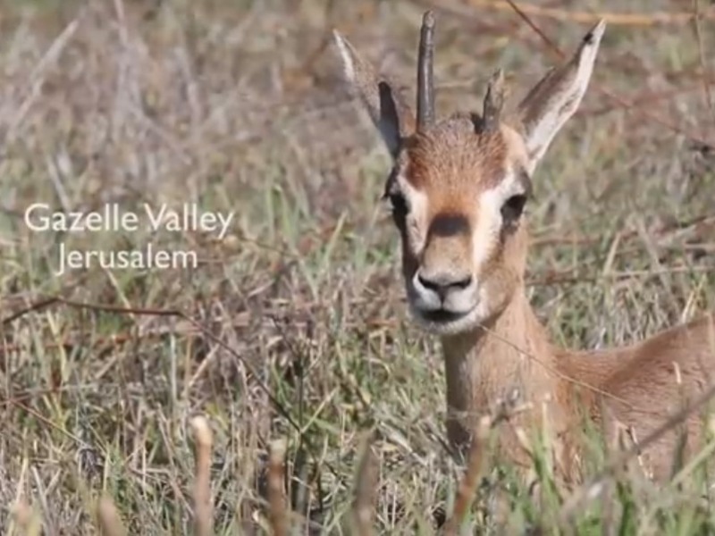 Gazelle Valley - Jerusalem's urban nature reserve