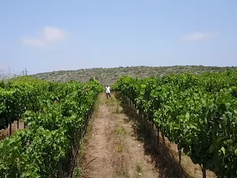 Kishorit vineyard