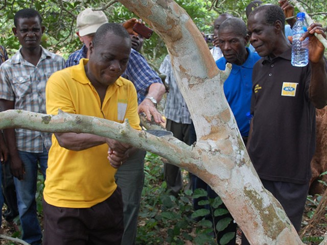 Citrus workshop in Ghana - an Israeli-German project