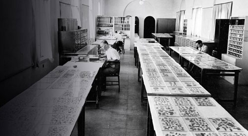 Scholars examining the Dead Sea Scrolls