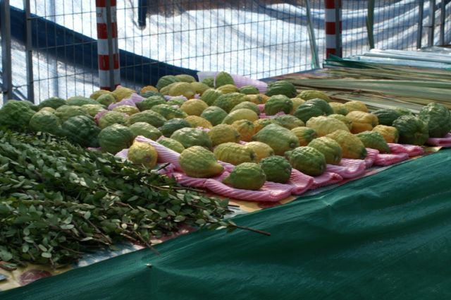 Etrog, lulav a hadas