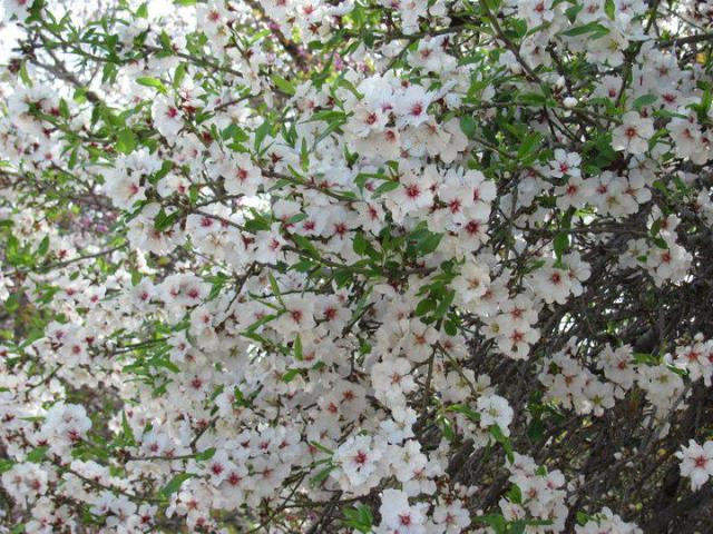 Almond Boom in Israel